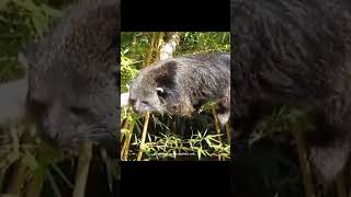 Binturong animals edukasihewan mamalia shorts [upl. by Odeen981]