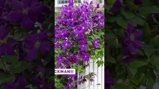 Types of Clematis To Grow shorts plants viral [upl. by Acirfa]