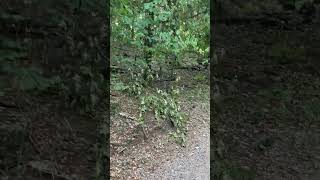 Chickasaw National Recreation Area Travertine Creek Trail rocks babblingbrook foresthikes [upl. by Ybrik266]