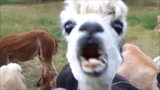 10 Funniest Alpaca Videos [upl. by Crispin]