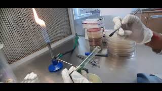 Citrate Utilization Test Method Microbiology  biochemical citrate [upl. by Aihseit433]