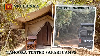 Mahoora Tented Safari Camps Wilpattu Sri Lanka  🇱🇰  Wilpattu National Park  Safari  Wildlife [upl. by Toby640]