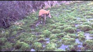 lurchers in action [upl. by Brill]