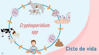 Cryptosporidium spp Ciclo de Vida Medicina Veterinaria y Zootecnia [upl. by Luo]