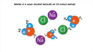 Edexcel IAL AS Biology  Lesson 1 Biological Molecules Water amp Carbohydrates [upl. by Nimzay]