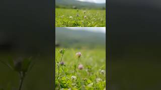 “We never use an herbicide here”  Joel Salatin on dealing with weeds in rotational cattle grazing [upl. by Clo]