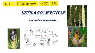 Ustilago lifecycle l Ustilago l Smut fungi l MSc l BSc l UPSC Botany l NEET Biology By Neha Binwal [upl. by Russom673]