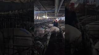 Pig Farm 🇰🇷 subscribe pigging farming india pig pighusbandrypigletlivestockfarming shorts [upl. by Marienthal]