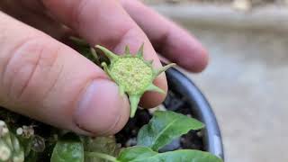 Dorstenia foetida launching seeds in slow motion [upl. by Naesar]