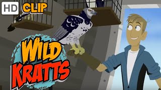 Wild Kratts  Cage Free [upl. by Ansley]