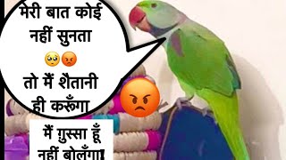 Meri Baat Koi Nahi Sunta Hai 🦜😡Mai Ab Nahi Bolunga 😐 [upl. by Alim]