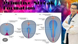 Primitive Streak Formation Notochordal Process Formation [upl. by Akkahs372]