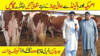 Rasul Cattle Farm  Big Cattle Farming in pakistan  Modern Cow Dairy Farm  Cow Milking Technology [upl. by Zonnya]