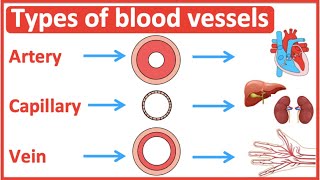 Types of blood vessels  Artery capillary amp vein  Easy learning video [upl. by Lohner]