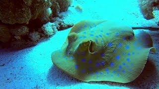 Diving Egypt  Steigenberger Coraya Beach Housereef [upl. by Sachiko398]