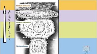 Keratinized Epithelium Oral Epithelium [upl. by Wrdna167]