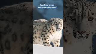 Snow leopard in Pakistans Himalayas animals nature wildlife tiger himalayas snowleopard [upl. by Delcina]