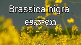 Brassica nigra Mustard [upl. by Jecoa]