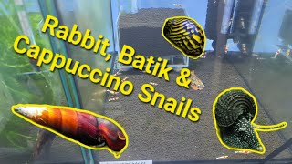 Rabbit snail Nerite Cappuccino snails Shrimp Room Update [upl. by Carrol]