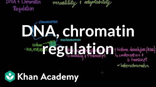 DNA and chromatin regulation  Biomolecules  MCAT  Khan Academy [upl. by Anne]