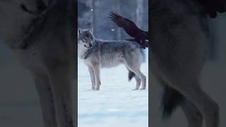 Wolf amp Raven A Wild Partnership 🐺🦅 facts nature shorts [upl. by Darleen]