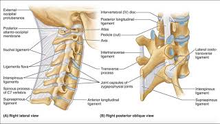 Major Ligaments of the Cervical Spine [upl. by Hamburger]