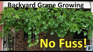 No Fuss Backyard Grape Growing Pruning Propagating [upl. by Araic215]