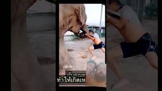 Elephant aatic short video youtube [upl. by Aonehc]