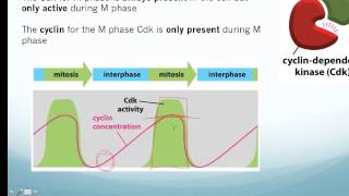 Cell Cyclemp4 [upl. by Jeaz542]