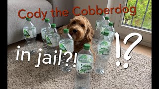 Cody the Cobberdog  IN JAIL aka The Bottle Challenge [upl. by Ainedrag]