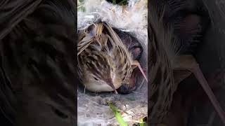 Zitting cisticola sitting babies p2trending shorts short shortvideo [upl. by Terpstra]