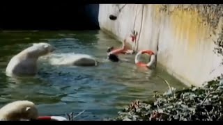 Polar Bear Attacks Woman [upl. by Finzer]