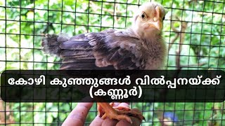 Gramasree chicks for sale at Kannur Hen Sale Kannur Kozhi Valarthal 2022 Poultry Farm Kannur [upl. by Alithia304]