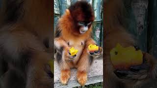 Golden monkey eating fruit monkey awesomemonkey monkeys gorgeoumonkey [upl. by Anirtac]