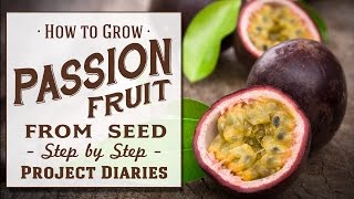 ★ How to Grow Passion fruit from Seed A Complete Step by Step Guide [upl. by Darwen603]