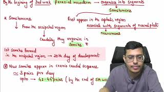 MBBS 1st Year General Embryology 38th Week of Devlopment Part 1 Continued [upl. by Ilario506]