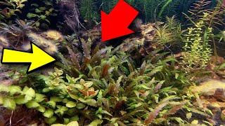 Cryptocoryne Tropica [upl. by Eisac]