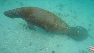 manatee eating seagrass [upl. by Allekram]