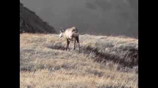 Chamois in Slovakian Low Tatras [upl. by Chak]