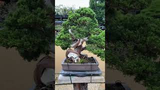 Shunkaen Bonsai garden shorts japanese japantravel [upl. by Persas]