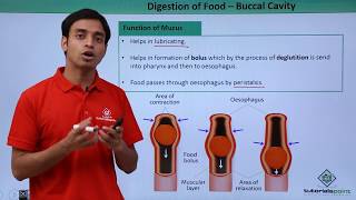 Class 11th – Digestion of Food  Buccal Cavity  Digestion and Absorption  Tutorials Point [upl. by Oiracam]