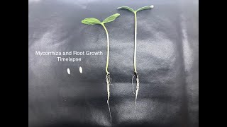 Mycorrhiza and Root Growth Timelapse [upl. by Mayfield]