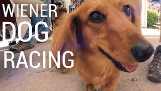 WIENER DOG RACING The Dachshund Dash [upl. by Rocca766]