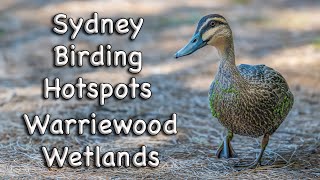 Sydney Birding Hotspots  2 Warriewood Wetlands [upl. by Esra]