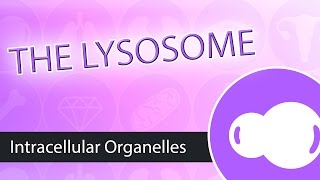 Intracellular Organelles The Lysosome [upl. by Gurolinick]