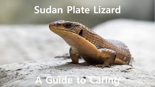 What You Need to Raise a Sudan plated lizard [upl. by Enitnatsnoc]