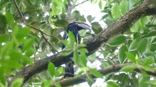 Trumpeter Hornbill calling [upl. by Anirres]