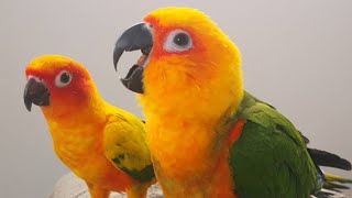 Sun Conure Sounds  Sun Conure Talking And Dancing [upl. by Araet]