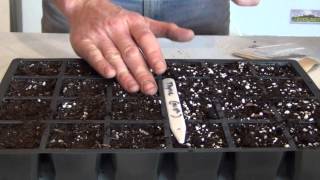 Sowing Chamomile Seeds [upl. by Eve]