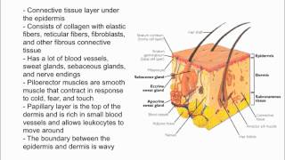 Dermis [upl. by Chon]